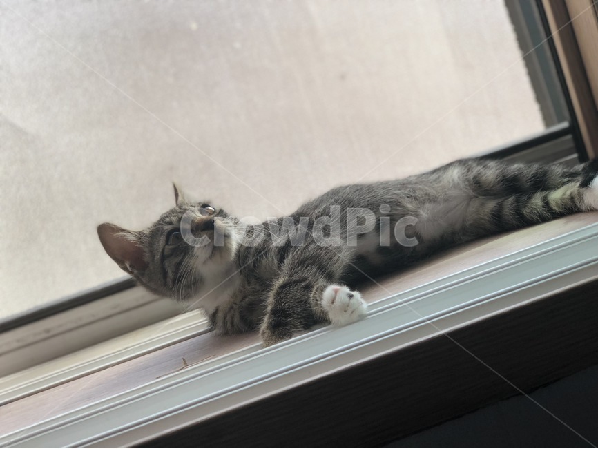 고양이,반려,묘,아기고양이,냥이,집냥이,길냥이,코숏,털,동물,반려묘,냥냥이