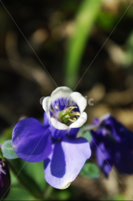 매발톱꽃,식물,plant,자연,nature,꽃,flower,식물,자연,plants,nature,꽃,flower