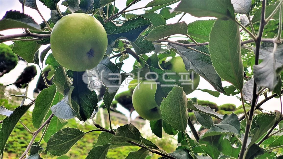 unripe apple,nature,fruit,tree,leaf,food,summer,Green apple,apple,Aori apple,orchard,open apple,ingredients,hanging apple,green apple,apple tree