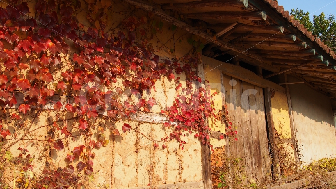 빈집,만추,빛,담쟁이,가을빛,자연속으로,가을,계절,fall,autumn,season,식물,자연,plants,nature,건축물,건물외관,exterior,building,structure,architecture,construction,plant,leaf,잎