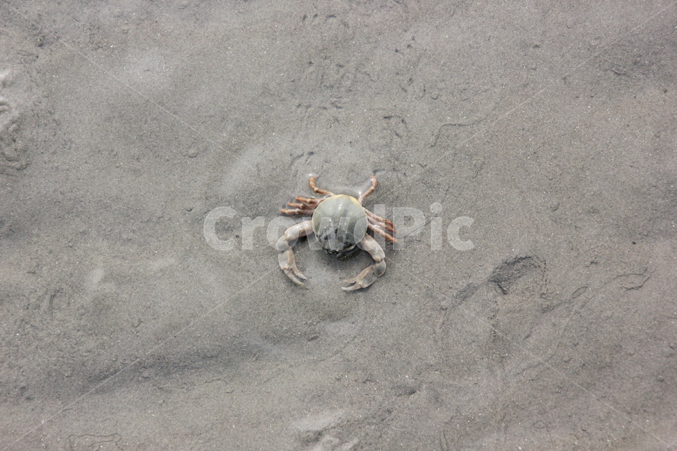 갯벌,게,밀물,썰물,진흙,mud,crab