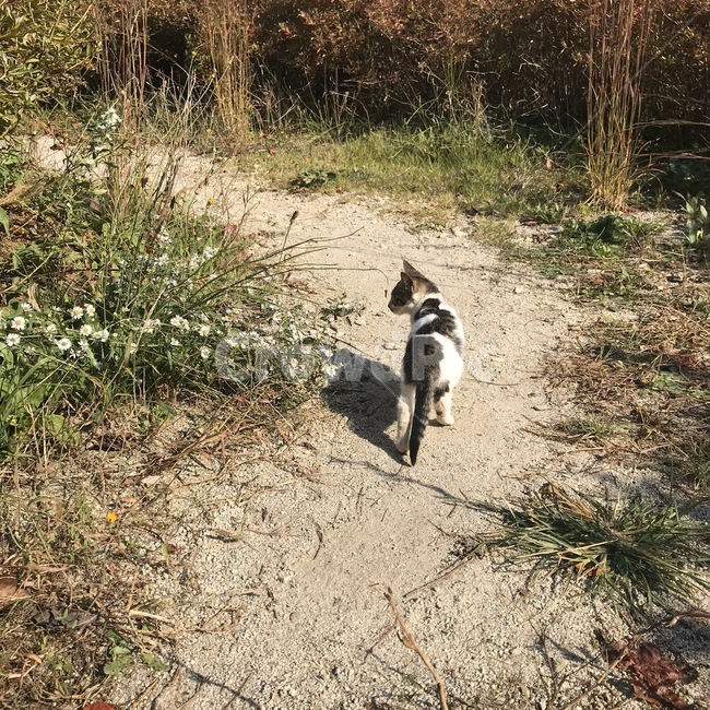 ground,고양이,조깅,아침운동,동물,여유,아기고양이,뒷모습,공원