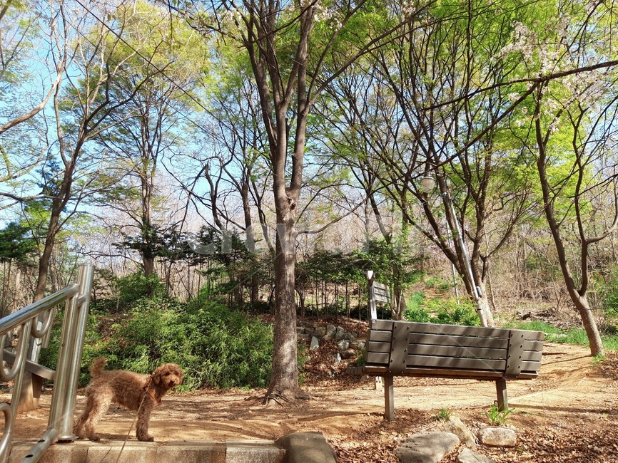 강아지,몽환적인,봄산책,편안함,나무