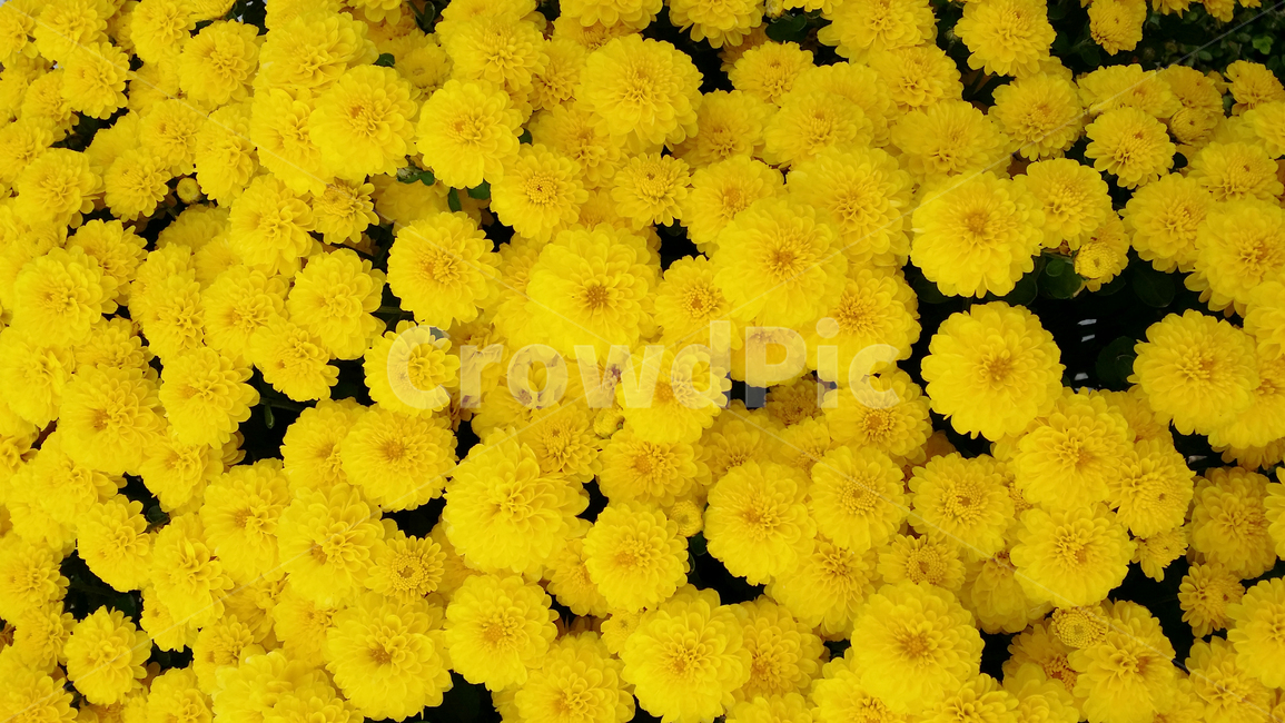 꽃,화단,노란꽃,국화,꽃향기,화사,plant,식물,flower,blossom,예쁘다,식물,자연,plants,nature,꽃,flower