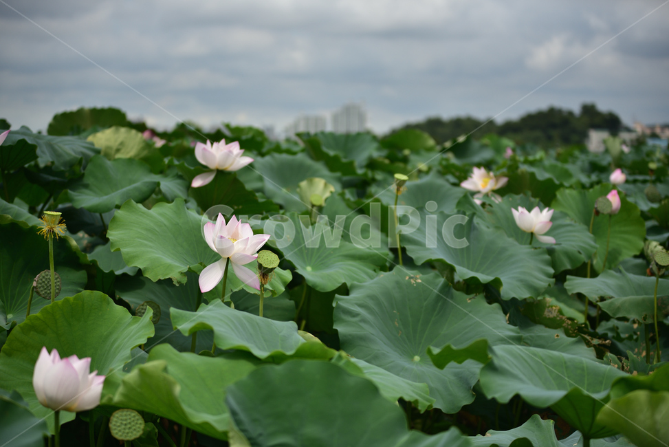 연꽃,연잎,호수,lotus,lotuses,식물,자연,plants,nature,꽃,flower
