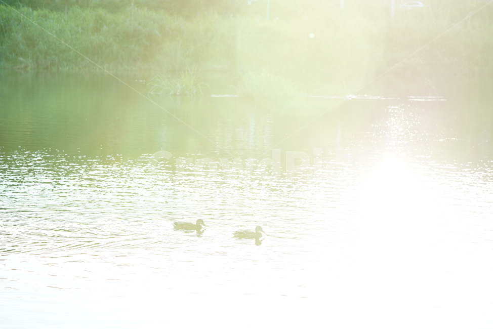오리,새,생물,동물,duck,bird,생명,outdoors,옥외,nature,자연,동물,animal,조류,새,birds
