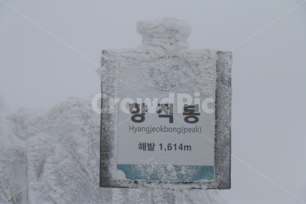 눈,눈꽃,눈보라,자연,옥외,겨울,계절,winter,season
