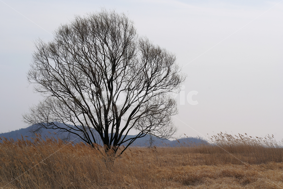 우음도,왕따나무,시화호,시화방조제,화성시,갈대밭,초원,간척지,자연,풍경,nature,landscape