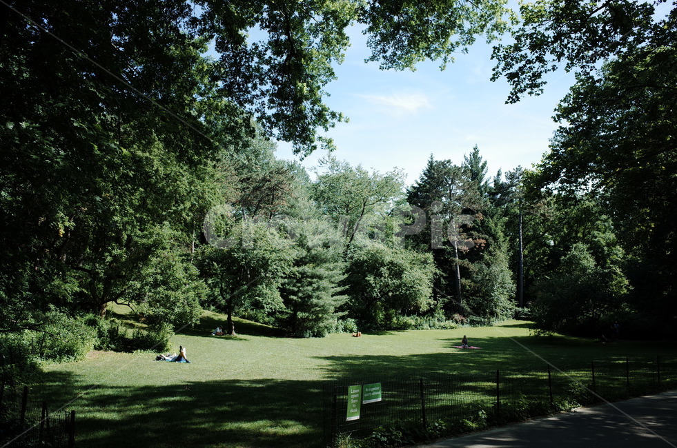 plant,식물,tree,나무,fir,전나무,abies,아비,land,땅,outdoors,옥외,nature,자연,공원,초록,잔디,화창,한가한,숲,여유로운,우거진,울창한,한적한,아침,점심,산책,휴식,여가