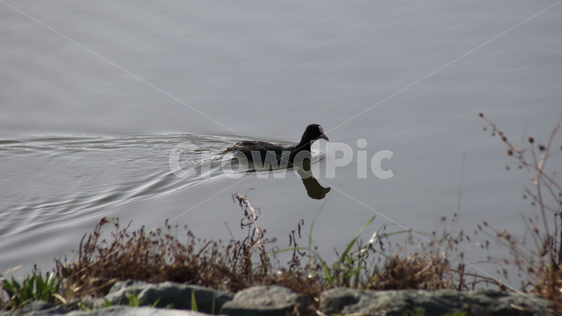 물닭,동물,새,야생동물,eurasiancoot,철새,동물,animal,조류,새,birds