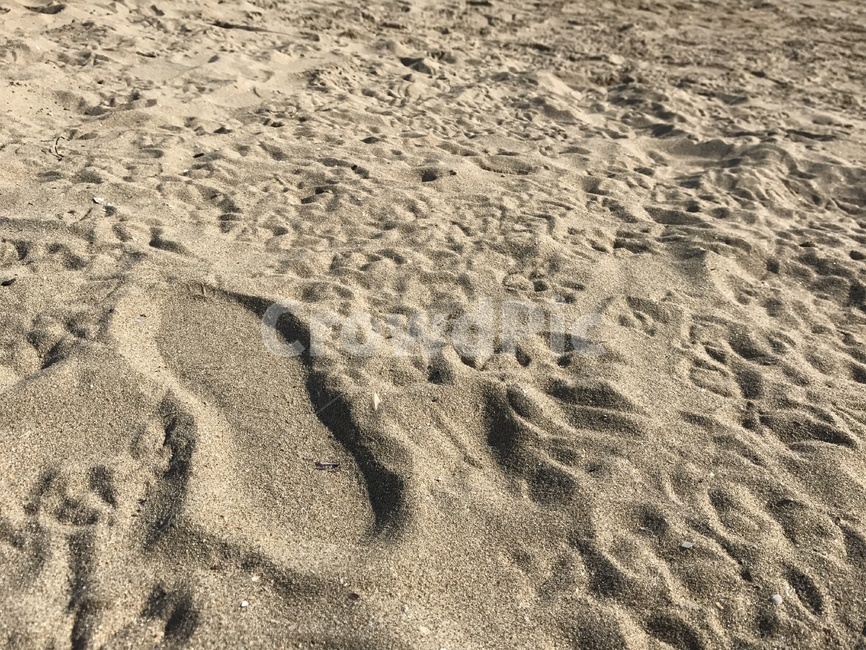 발자국,해변,갈매기,바다,갈매기발자국,새,동물,해변,바다,beach,sea