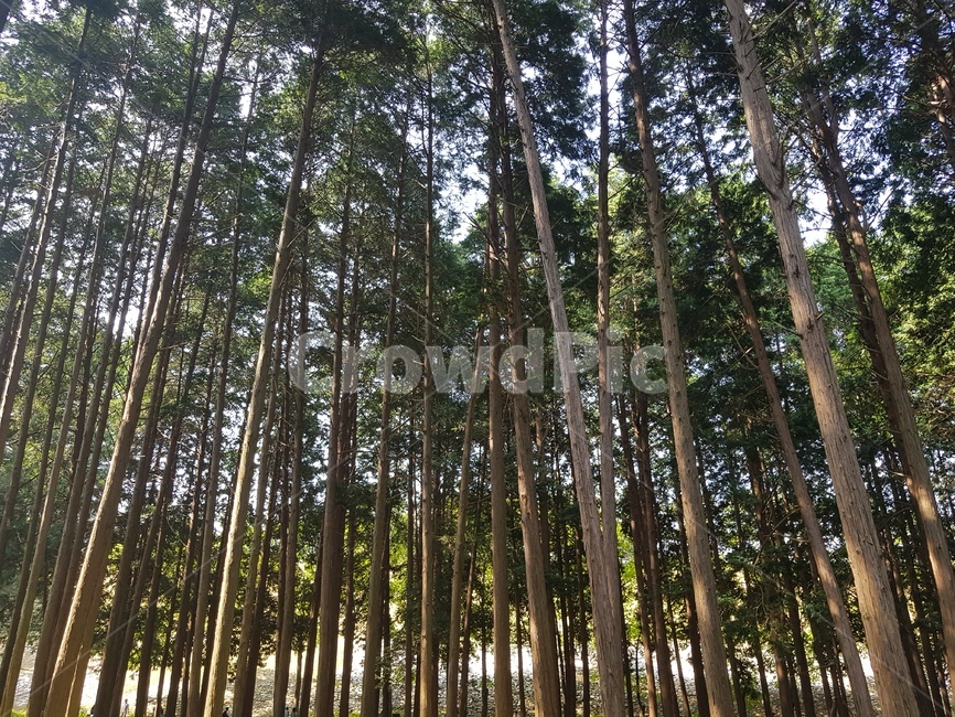 plant,식물,나무,tree,초목