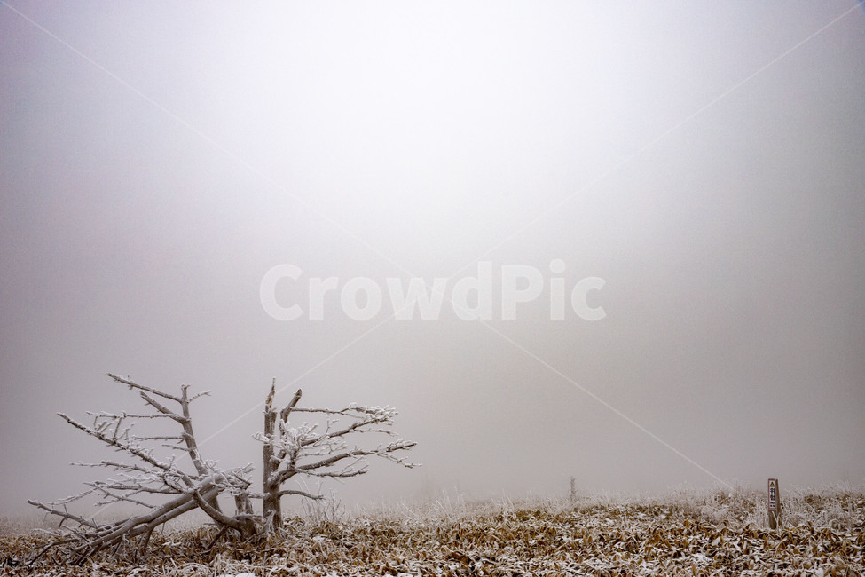 설경,나무,쓸쓸한,감성,한라산,겨울,계절,winter,season,자연,풍경,nature,landscape,outdoors,옥외