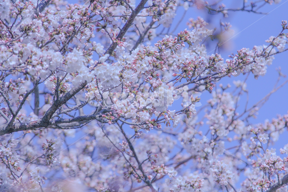 봄,벚꽃,매화,꽃,분홍,핑크,색깔,색감,색상,자연,풍경,계절,spring,blossom,cherryblossom,flower,pink,봄,계절,spring,season