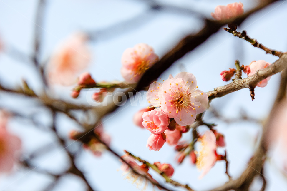 매화,홍매화꽃,담홍색,봄,꽃,꽃잎,봄,계절,spring,season,식물,자연,plants,nature,꽃,flower,plant