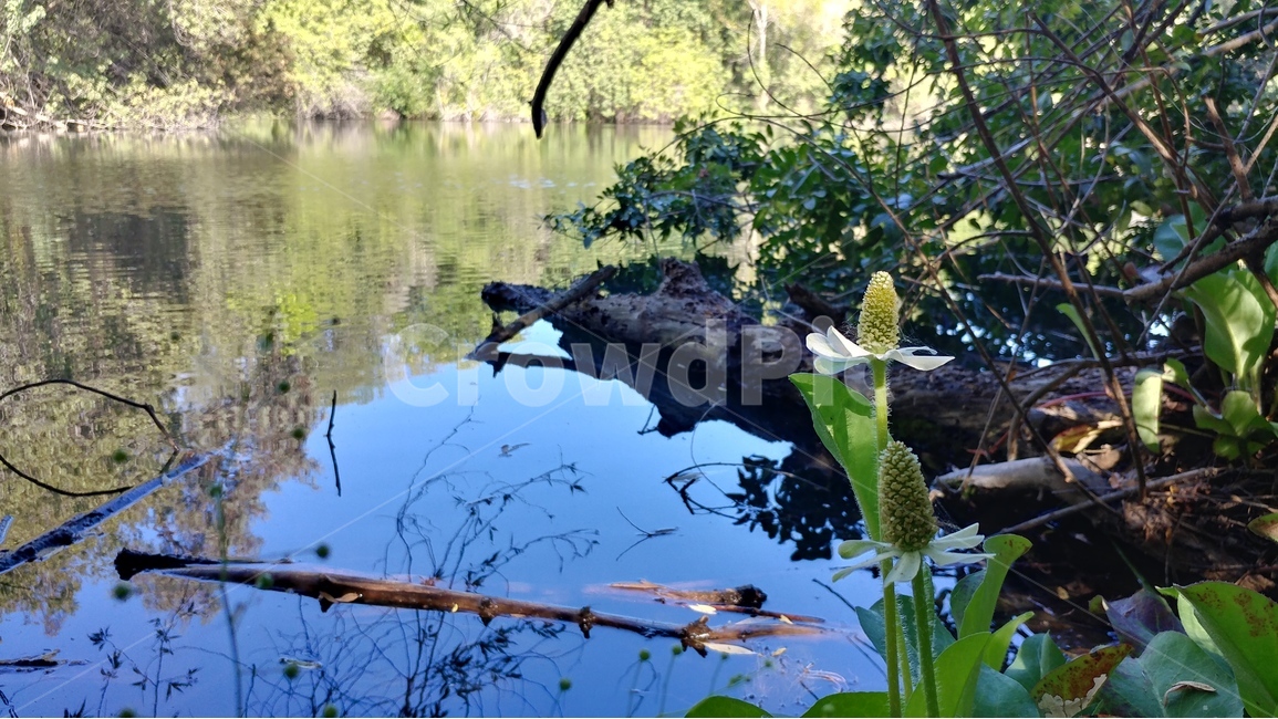 자연,풍경,호수,반영,물그림자,꽃,nature,lanscape,lake,reflection,lizardtail,자연그대로,자연,풍경,nature,landscape,water,물,outdoors,옥외,land,땅,plant,식물