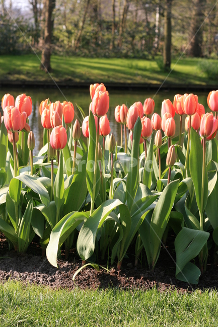 꽃,정원,튤립축제,식물,꽃밭,튤립,flower,garden,tulip,식물,자연,plants,nature,꽃,flower