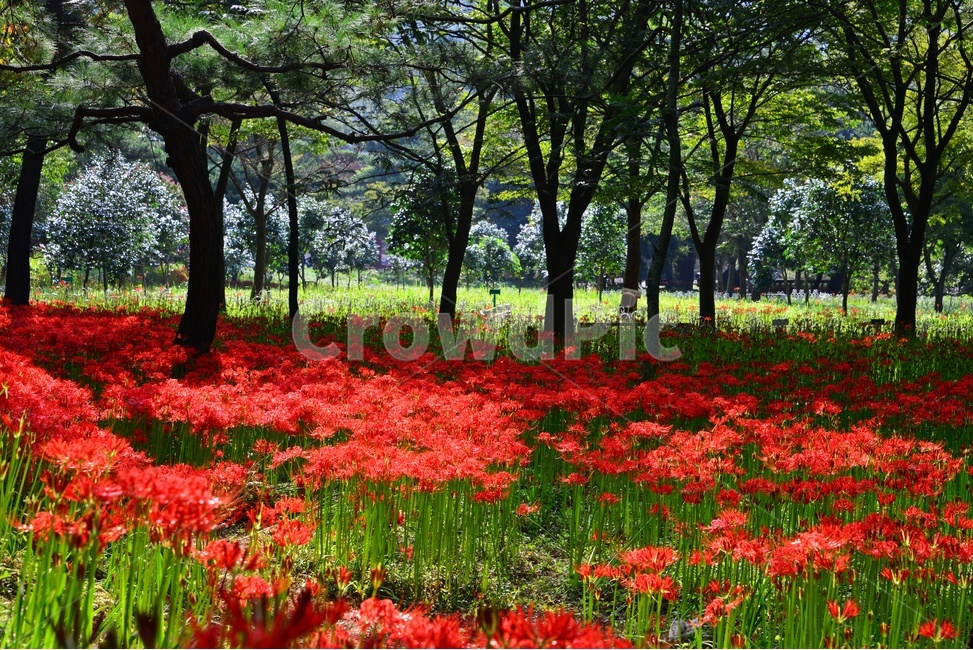 outdoors,옥외,blossom,flower,꽃,petal,꽃잎,plant,식물,tree,나무,treetrunk,나무줄기,영광,불갑사,꽃무릇축제,꽃무릇,축제,상사화