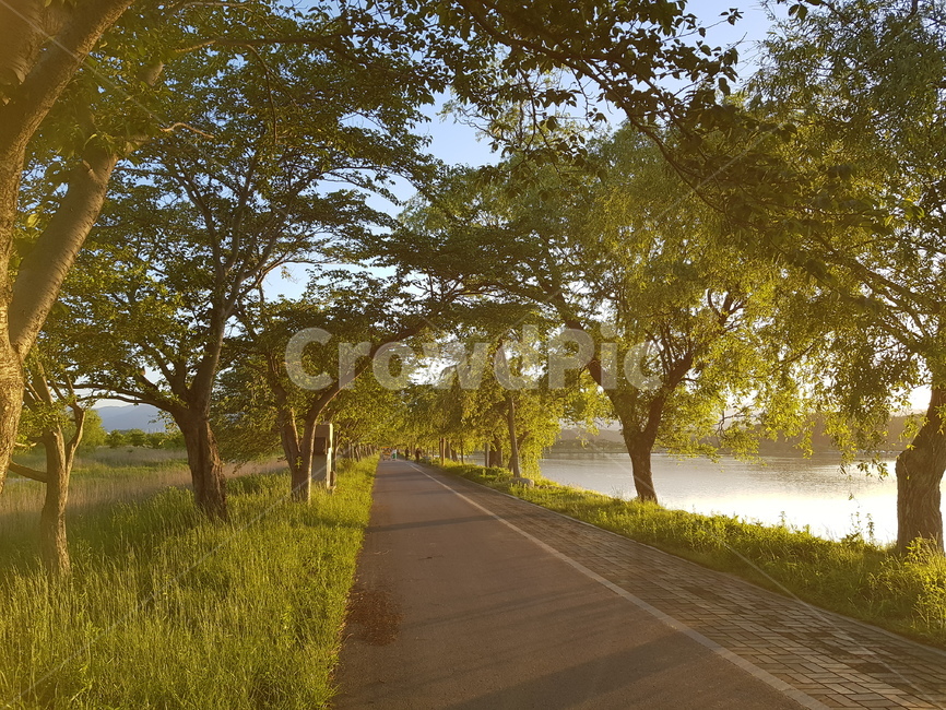 풍경,나무,햇빛,노을,자연,자연,풍경,nature,landscape,asphalt,아스팔트,tree,plant,식물,tree trunk,나무 줄기,road,도로