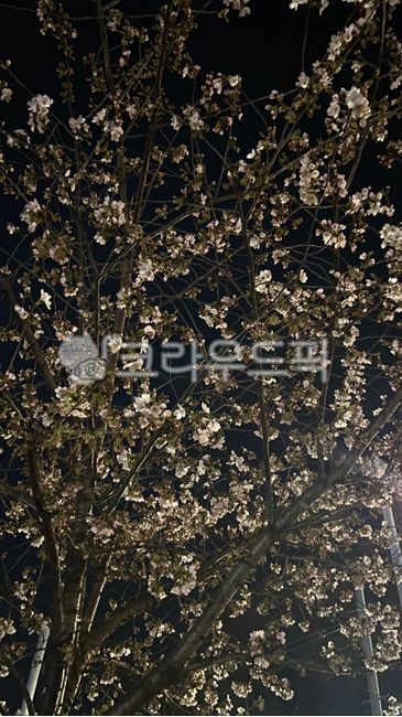 plant,flower,식물,꽃,blossom,벚꽃,cherryblossom