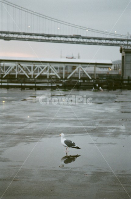 미국,샌프란시스코,도시,필름,빈티지,도시풍경,피어,동물,animal,조류,새,birds