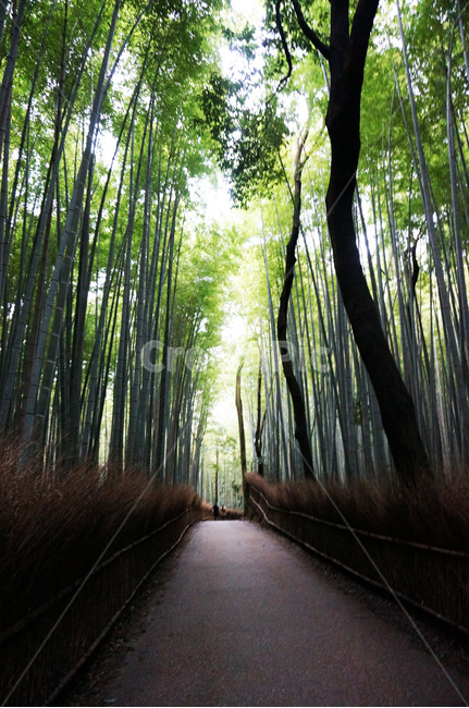 일본,아라시야마,대나무,산책,대나무숲
