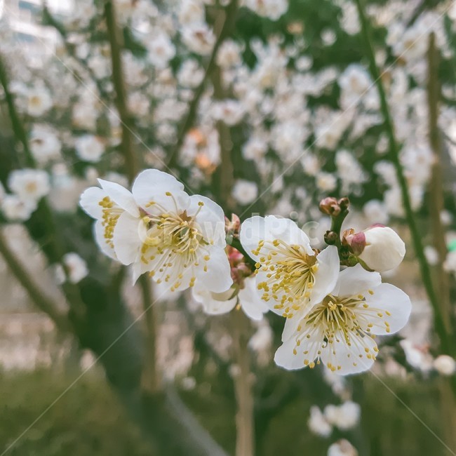 꽃,봄,매화,flower,자연,하얀색,꽃잎,나무,봄,계절,spring,season,식물,자연,plants,nature,꽃,flower,plant