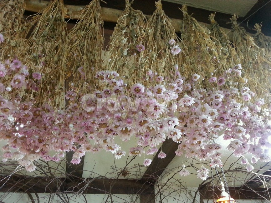 꽃,분홍,식물,flower,자연