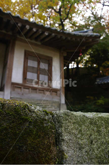 창덕궁,창덕궁후원,의두합,고궁,건축,전통건축,traditional,전통,가을,fall,나무,식물,plant,단풍,한국전통,한국문화,korean traditional,korean culture,건축물,건물외관,exterior,building,structure,architecture,construction