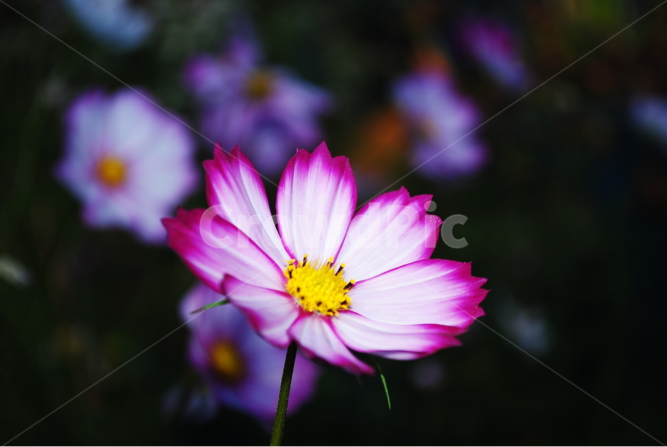 꽃,그라데이션,flower,바탕화면,배경화면,아름다운꽃,이쁜꽃
