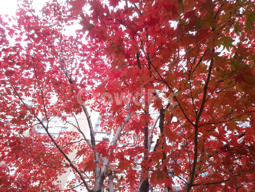 leaf,잎,plant,식물,tree,나무,maple,단풍,가을,붉은색,나뭇가지,나뭇잎,계절,autumn,red,season