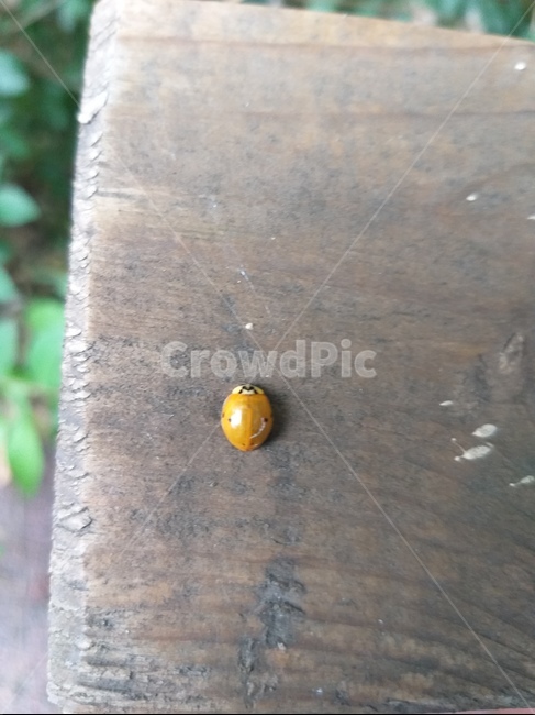 노랑곤충,노랑무당벌레,한가로움,한여름,작은곤충,yellow,summer,나무,tree,ladybug,자연,힐링,nature,healing,휴식,rest