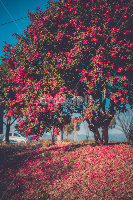 plant,식물,tree,나무,동백,식물,자연,plants,nature,꽃,flower