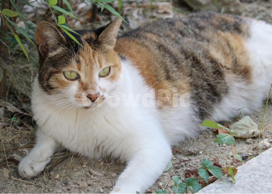 고양이,길고양이,클로즈업,귀여운,공원,배경,날카로운,예쁜,자연스러운,동물,동물,animal,포유류,mammal,고양이,cat,kitten,kitty