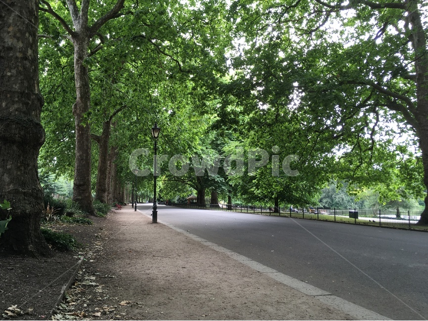 공원,풀,환경,자연,나무,park,자연,풍경,nature,landscape,해외,외국,세계,foreign,oversea,world,세계자연풍경,해외자연풍경,외국자연풍경,world nature landscape,식물,plants,나무,trees,wood,asphalt,아스팔트,road,도로