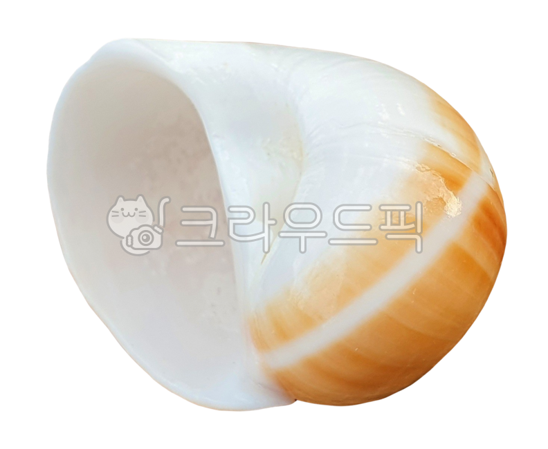 조개, clam, shell, seashell, 조개껍질, 사진,이미지,일러스트,캘리그라피 - machaboo작가