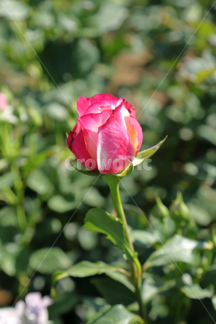 장미,장미꽃,빨간장미,분홍장미,rose,flower,아름다움,5월,6월
