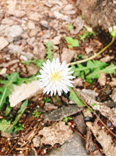 plant,식물,flower,꽃,들꽃,식물,자연,plants,nature,꽃,flower