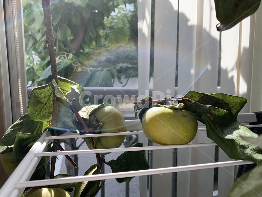 감,단감,가을,과일,제철과일,가을과일,fruit,과일,열매,fruit