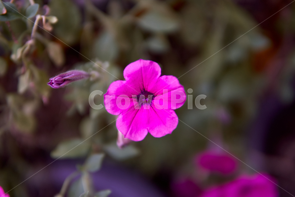 꽃,flower,plant,식물,geranium,제라늄,blossom,nature,자연,캔디드,캔디드샷,candied,candiedshot,식물,자연,plants,nature,꽃,flower