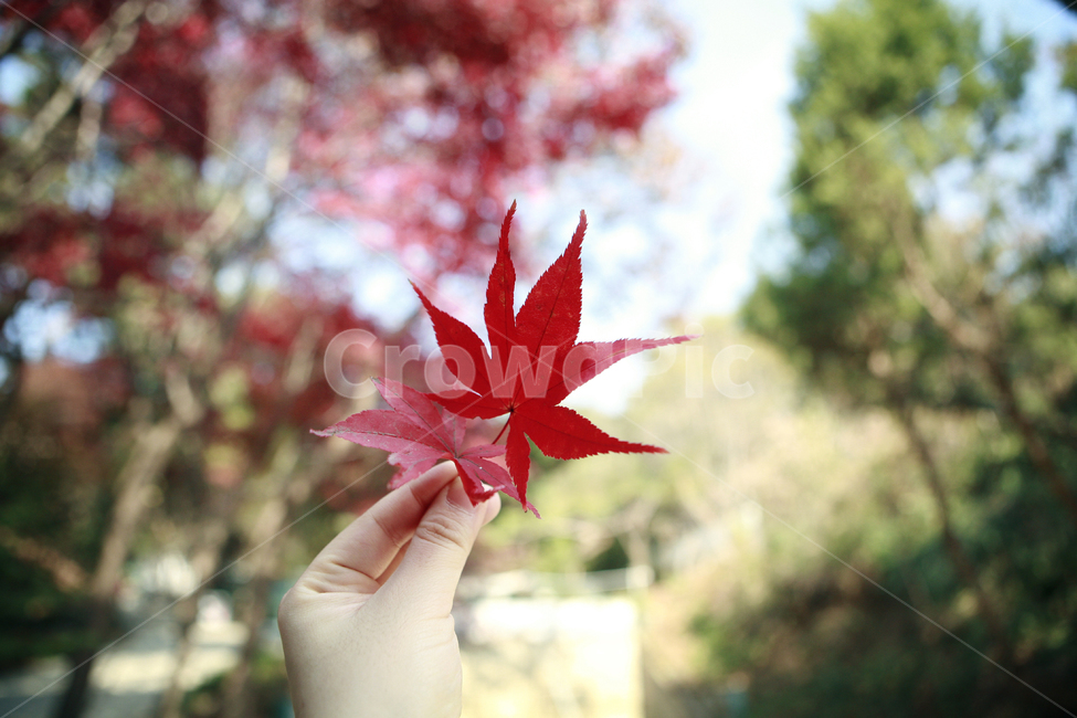 단풍,단풍잎,나뭇잎,손,가을,식물,사람,가을,계절,fall,autumn,season,사람,인물,인간,human,person,신체일부,몸,body,plant,leaf,잎,tree,나무