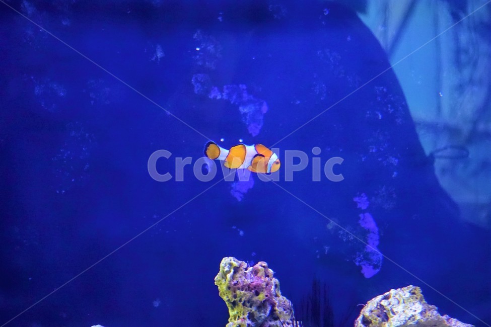 니모,물고기,수족관,fish,흰동가리,amphiprionpercula,동물,animal,어류,물고기,fish