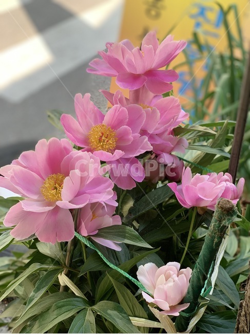작약,꽃,분홍색,flower,봄,초록
