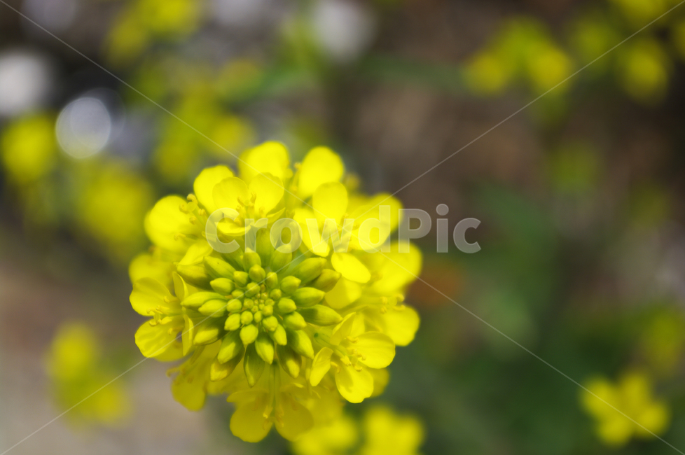 유채꽃,꽃,flower,계절,봄,spring,식물,plant,자연,nature,지붕,봄,계절,spring,season,식물,자연,plants,nature,꽃,flower