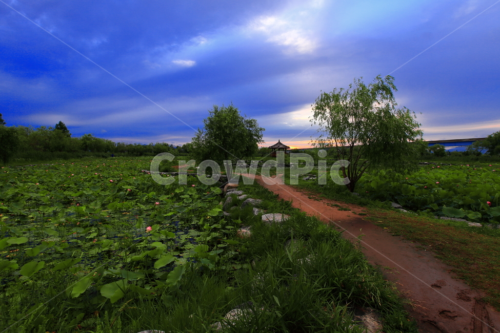 연꽃,연꽃풍경,길,풍경,나무,자연,풍경,nature,landscape,outdoors,옥외