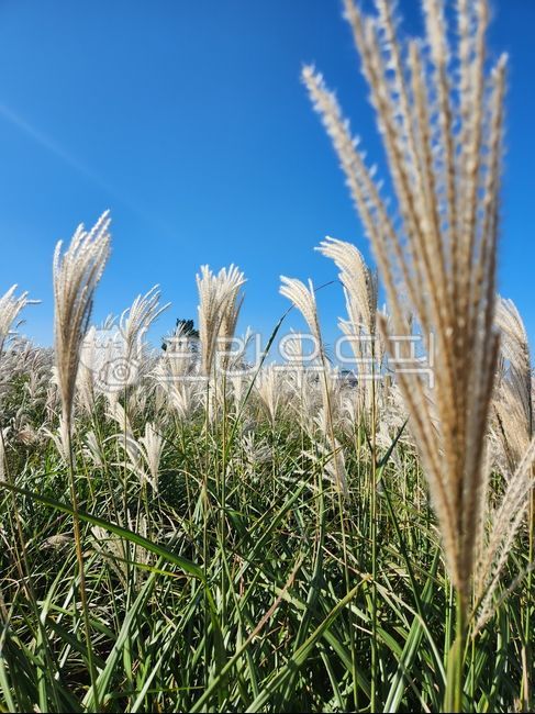 갈대,억새,억새밭,갈대밭,제주억새,제주도,하늘,억새꽃,식물,가을,fall,오름,새별오름,산굼부리,jeju,jejuisland,plant,계절,자연,가을하늘,갈대숲,억새숲,가을배경,갈대배경,억새배경,시즌