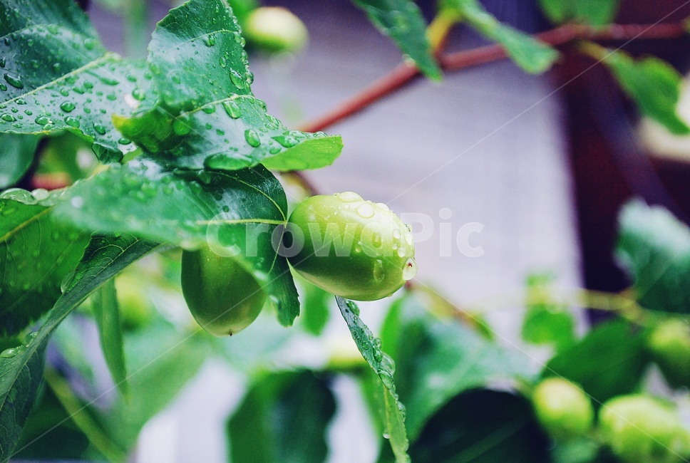 나무,과일,가을,초록,대추,이슬,빗방울,숲,식물,자연,plants,nature,과일,열매,fruit,비,비오는날,rain,rainy