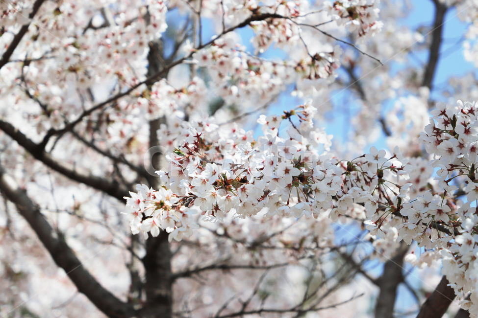 blossom,꽃,벚꽃,flower,cherryblossom,plant,봄,나무,tree