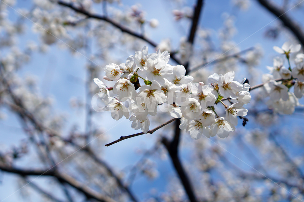 벚꽃,벚나무,하늘,봄,꽃,하얀꽃,봄,계절,spring,season,식물,자연,plants,nature,꽃,flower,plant,blossom,cherry blossom