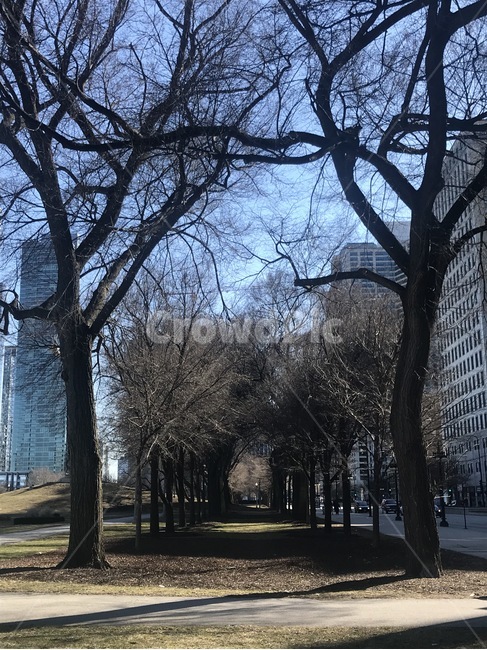 미국,겨울,나무,가지,가로수,도시,풍경,city,landscape,tree,plant,식물,tree trunk,나무 줄기